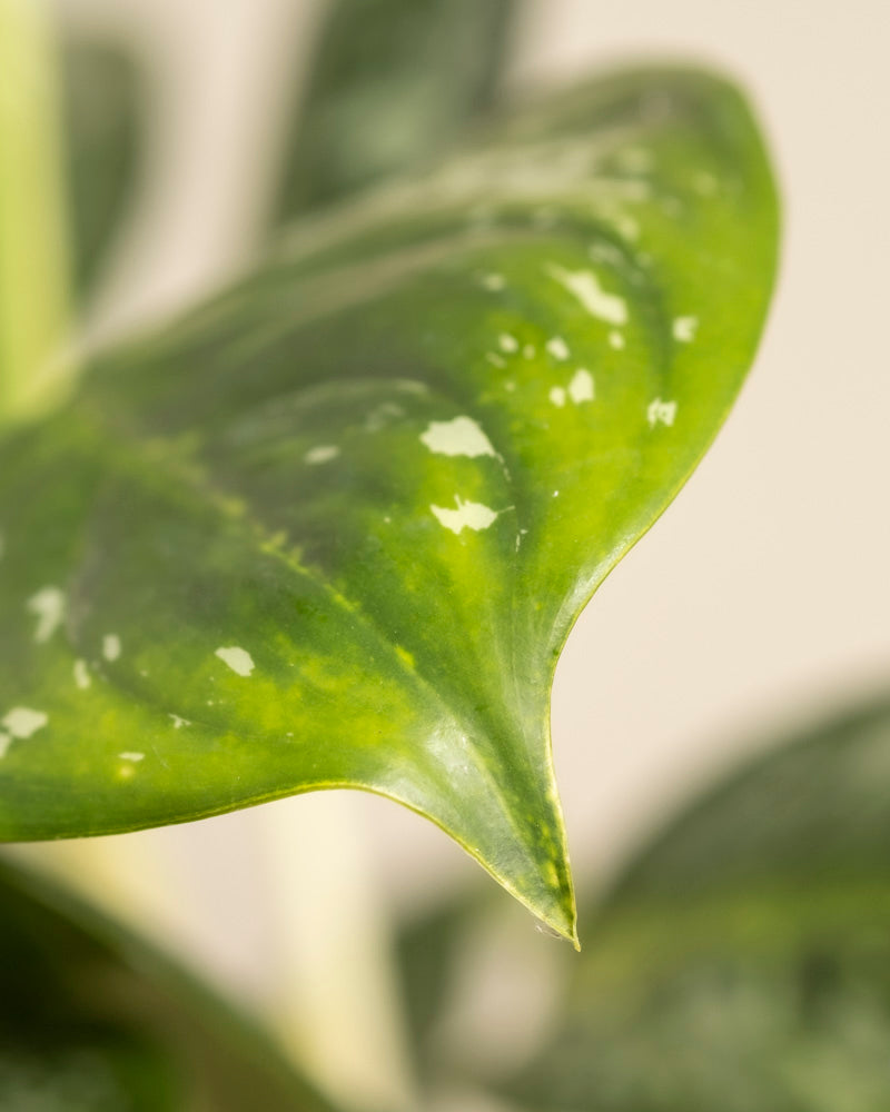 Nahaufnahme eines Aglaonema Onyx Green-Blattes mit hellgrünen und weißen Sprenkeln, einer spitzen Spitze und glatter Textur vor einem unscharfen Hintergrund.