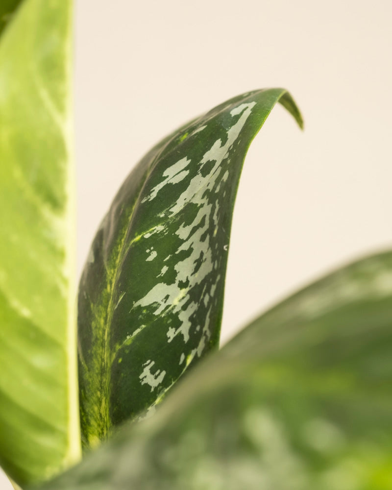 Nahaufnahme eines Aglaonema Onyx Green-Blattes mit hellgrünen und weiß gesprenkelten Mustern vor einem neutralen beigen Hintergrund. Die Ränder sind glatt und sanft geschwungen.