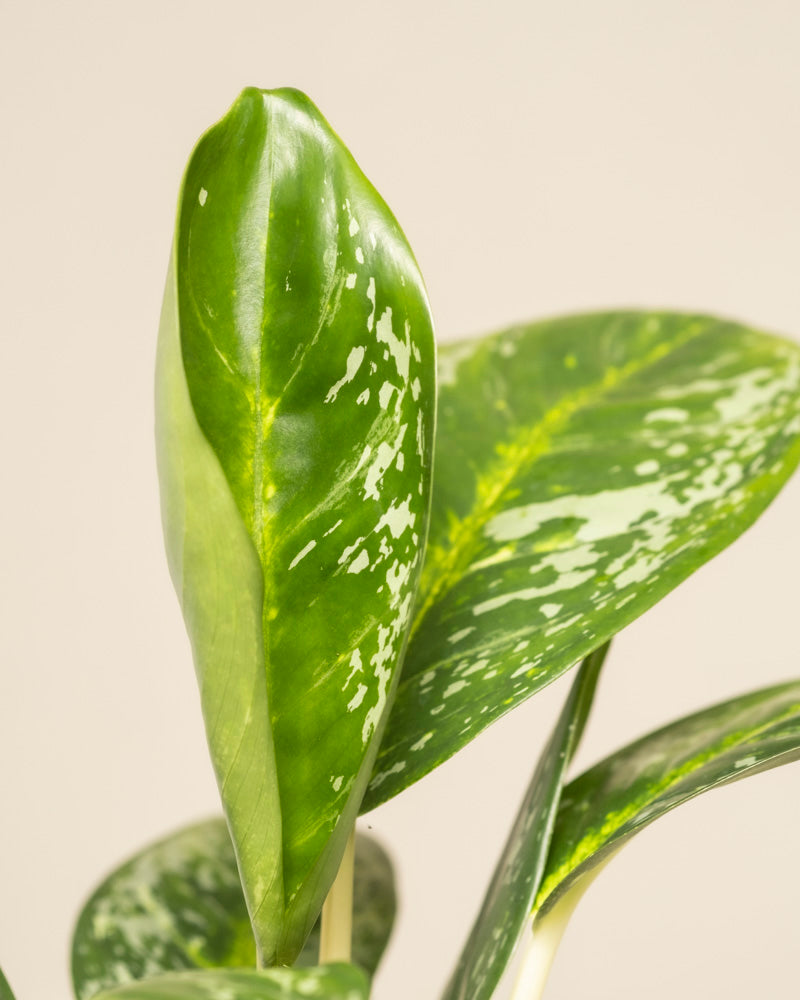Nahaufnahme der Aglaonema Onyx Green. Die breiten, glänzenden Blätter sind mit weiß-gelben Sprenkeln verziert. Ein teilweise entfaltetes Blatt hebt die glatte Textur und die leuchtende Farbe vor einem schlichten, hellen Hintergrund hervor.