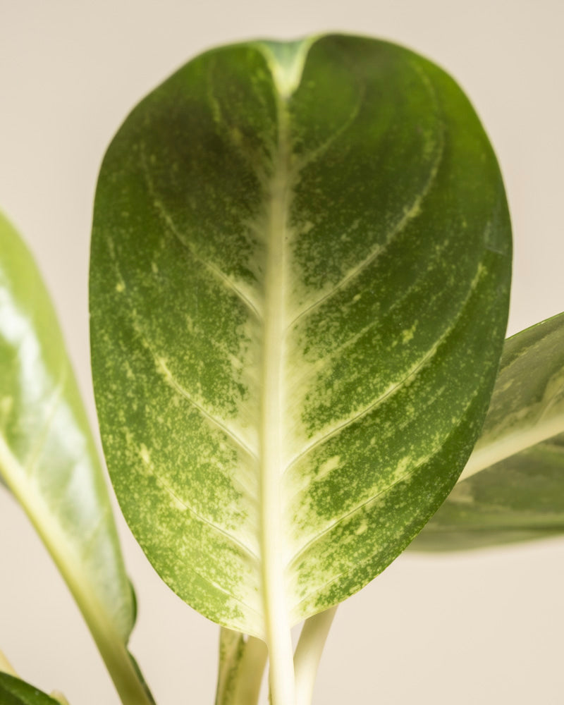 Eine Nahaufnahme der Aglaonema Onyx Green hebt ihr grünes Blatt mit einer hellen Mittelader und einer subtilen weißen Panaschierung vor einem neutralen Hintergrund hervor.