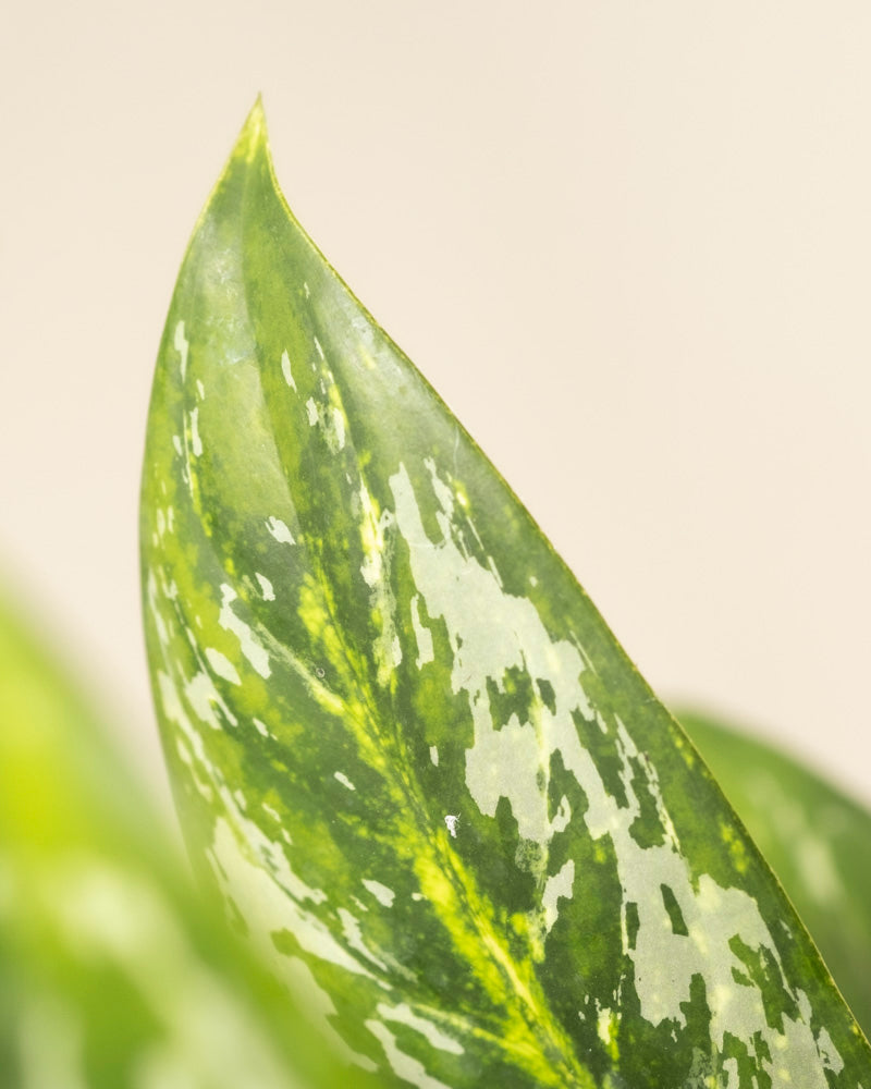 Eine Nahaufnahme der Aglaonema Onyx Green, die ihre grünen Blätter mit hellgelben und weißen bunten Mustern vor einem weichen, neutralen Hintergrund zeigt.
