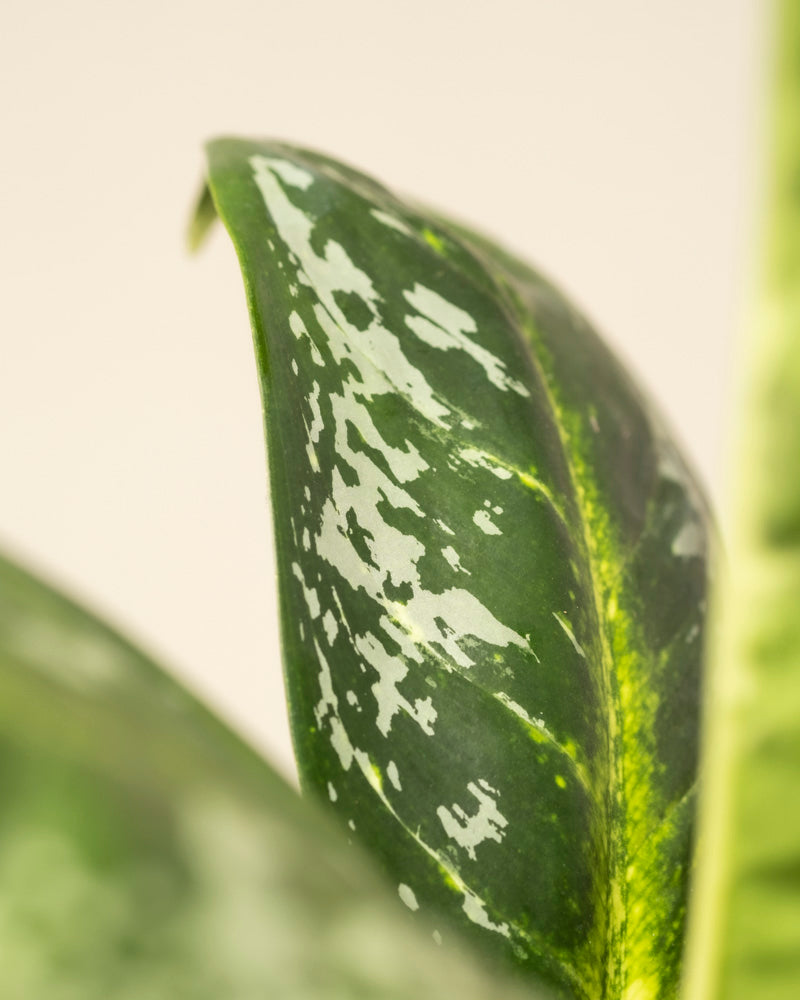Nahaufnahme eines einzelnen Aglaonema Onyx Green-Blattes mit hellen Flecken und glatter Textur vor einem neutralen, unscharfen Hintergrund.