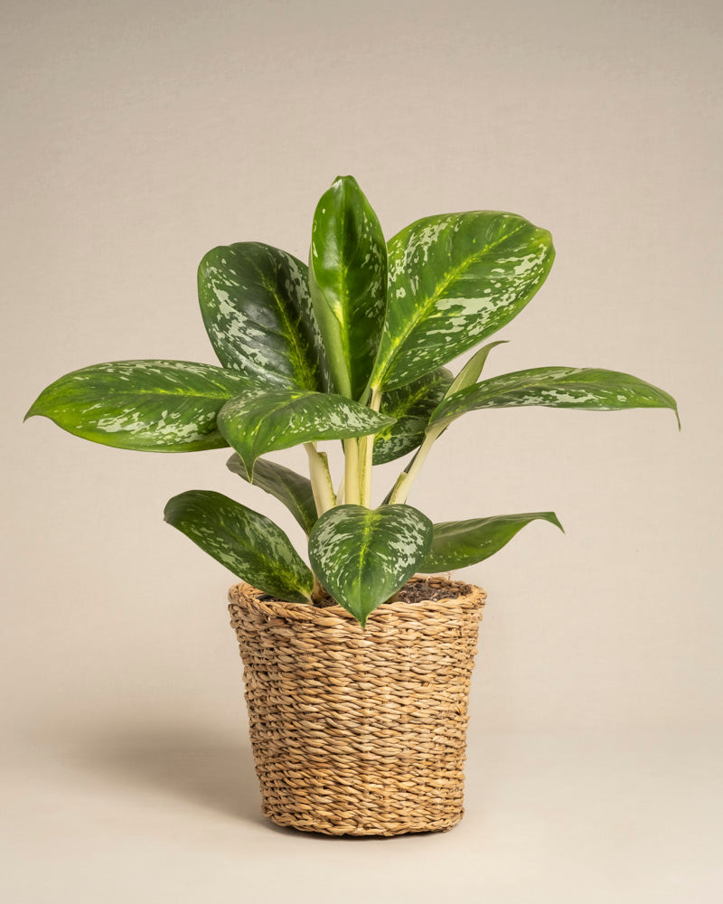 Die Aglaonema Onyx Green, eine Zimmerpflanze mit buntem Laub, wird in einem geflochtenen Weidenkorb vor einem schlichten beigen Hintergrund präsentiert.