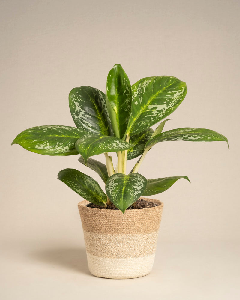 Eine Aglaonema Onyx Green mit üppigen, bunten Blättern in einem beige- und cremefarbenen geflochtenen Topf vor einem einfachen, neutralen Hintergrund.