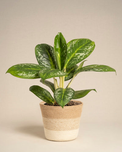 Eine Aglaonema Onyx Green mit üppigen, bunten Blättern in einem beige- und cremefarbenen geflochtenen Topf vor einem einfachen, neutralen Hintergrund.