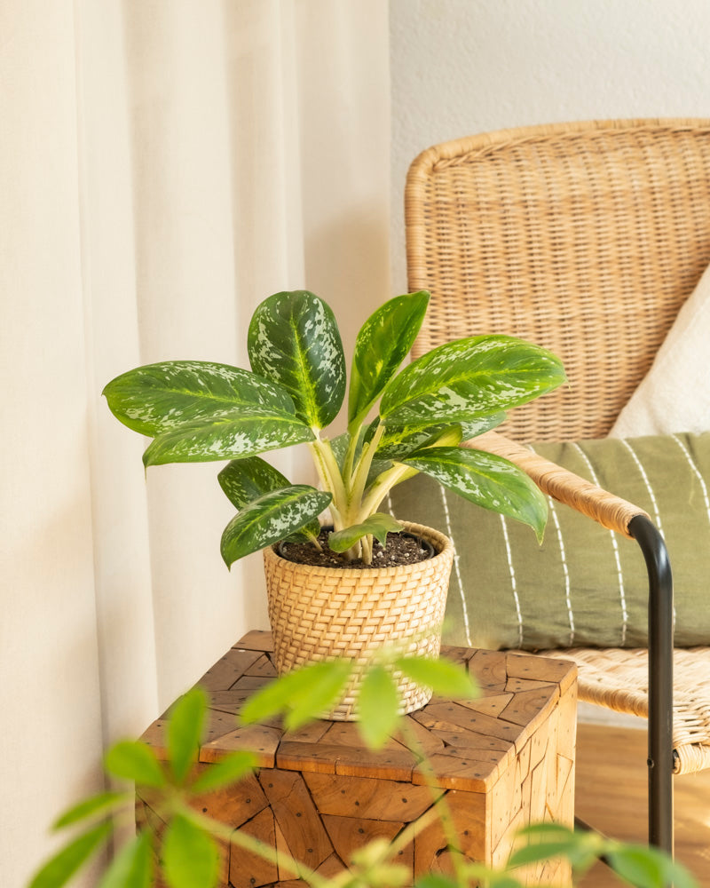 Eine Aglaonema Onyx Green mit bunten Blättern steht in einem Topf auf einem Holztisch neben einem Korbstuhl mit einem grün gestreiften Kissen in einem gemütlichen, sonnendurchfluteten Raum.