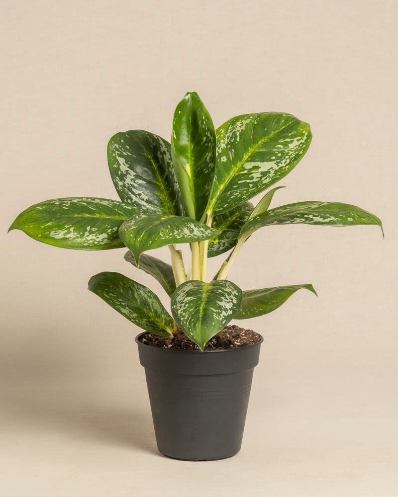 Die Aglaonema Onyx Green ist eine Topfpflanze mit breiten, glänzenden Blättern, die mit weißen und hellgrünen Sprenkeln verziert sind und in einem schwarzen Plastiktopf vor einem schlichten beigen Hintergrund präsentiert werden.