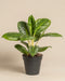 Die Aglaonema Onyx Green ist eine Topfpflanze mit breiten, glänzenden Blättern, die mit weißen und hellgrünen Sprenkeln verziert sind und in einem schwarzen Plastiktopf vor einem schlichten beigen Hintergrund präsentiert werden.