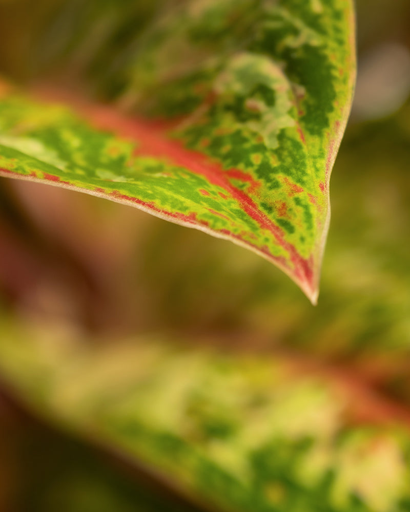 Nahaufnahme eines Aglaonema Painted Celebration-Blattes, das leuchtende Grün-, Rot- und Gelbtöne zeigt. Die Textur des Blattes ist mit komplizierten Mustern und Farbvariationen sichtbar, die seine natürliche Schönheit hervorheben. Der Hintergrund ist unscharf und betont die Details dieser bemalten Blätter.