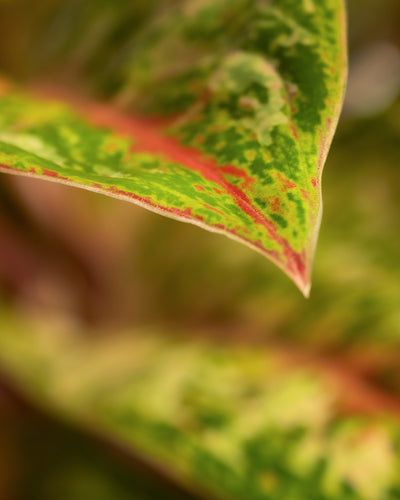 Nahaufnahme eines Aglaonema Painted Celebration-Blattes, das leuchtende Grün-, Rot- und Gelbtöne zeigt. Die Textur des Blattes ist mit komplizierten Mustern und Farbvariationen sichtbar, die seine natürliche Schönheit hervorheben. Der Hintergrund ist unscharf und betont die Details dieser bemalten Blätter.