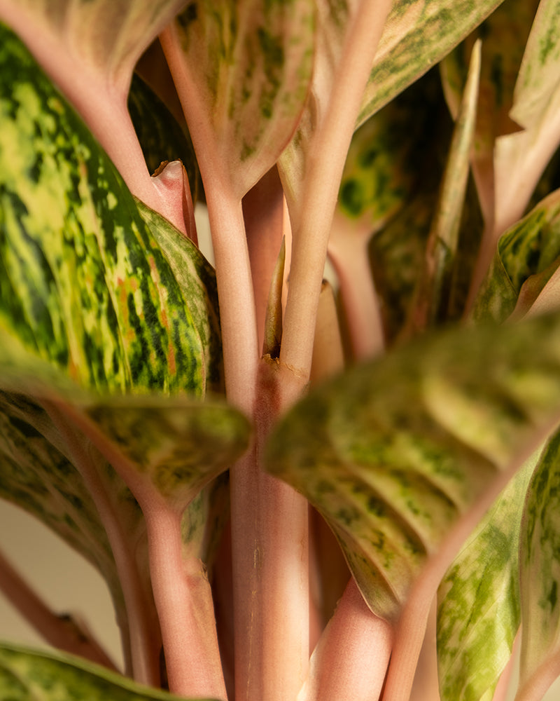 Nahaufnahme der Stiele und Blätter einer Aglaonema Painted Celebration mit rosa Stielen und bemalten Blättern mit hell- und dunkelgrünen Mustern. Das Bild fängt die komplizierten Details und Texturen dieser Kolbenfaden-Sorte ein.