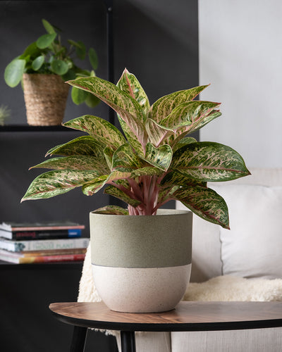 Eine Topfpflanze der Sorte Aglaonema Painted Celebration mit bunten grünen und rosa Blättern steht auf einem Holztisch in einem modernen Wohnraum. Dahinter stehen ein Stapel Bücher und eine weitere Topfpflanze auf einem schwarzen Regal. Von der Seite ist teilweise ein beiges Sofa zu sehen.