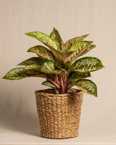 Eine leuchtend grüne Aglaonema Painted Celebration mit bunten Blättern sitzt in einem geflochtenen, naturfarbenen Korb. Die langen, spitzen bemalten Blätter haben eine Mischung aus dunklen und hellgrünen Farbtönen, einige mit roten Akzenten. Der Hintergrund ist ein schlichtes, neutrales Beige.