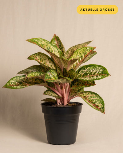 Eine Topfpflanze der Sorte Aglaonema Painted Celebration, auch bekannt als Aglaonema „Painted Celebration“, mit bunten grünen und rosa Blättern steht vor einem schlichten beigen Hintergrund. Die Pflanze befindet sich in einem einfachen schwarzen Plastiktopf, während auf einem gelben Etikett in der oberen rechten Ecke in schwarzer Schrift „AKTUELLE GRÖSSE“ steht.