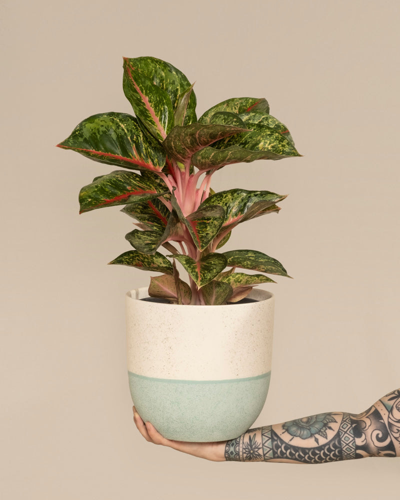 Ein tätowierter Arm hält eine Aglaonema Paradise Red mit breiten grünen Blättern, rosa Stielen und Sprenkeln in einem creme- und mintgrünen Keramiktopf vor einem beigen Hintergrund.