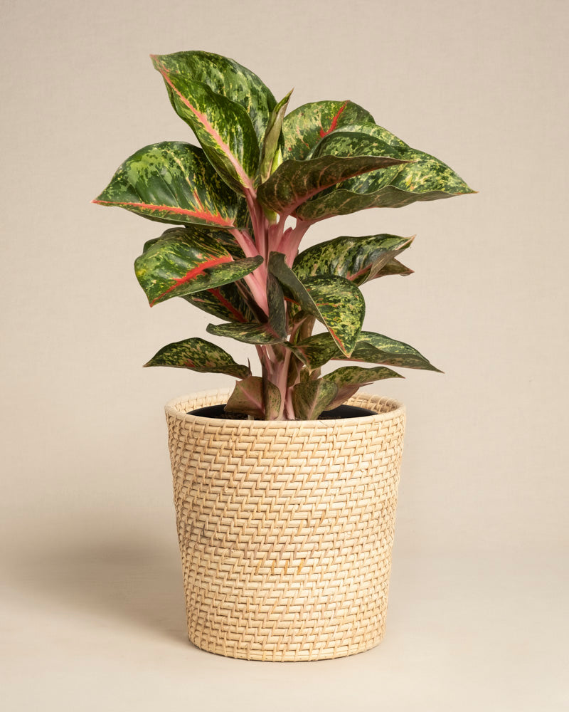 Die Aglaonema Paradise Red, eine leuchtend grüne und rosa Pflanze, wird in einem geflochtenen beigen Pflanzkorb geliefert und steht vor einem schlichten hellen Hintergrund.