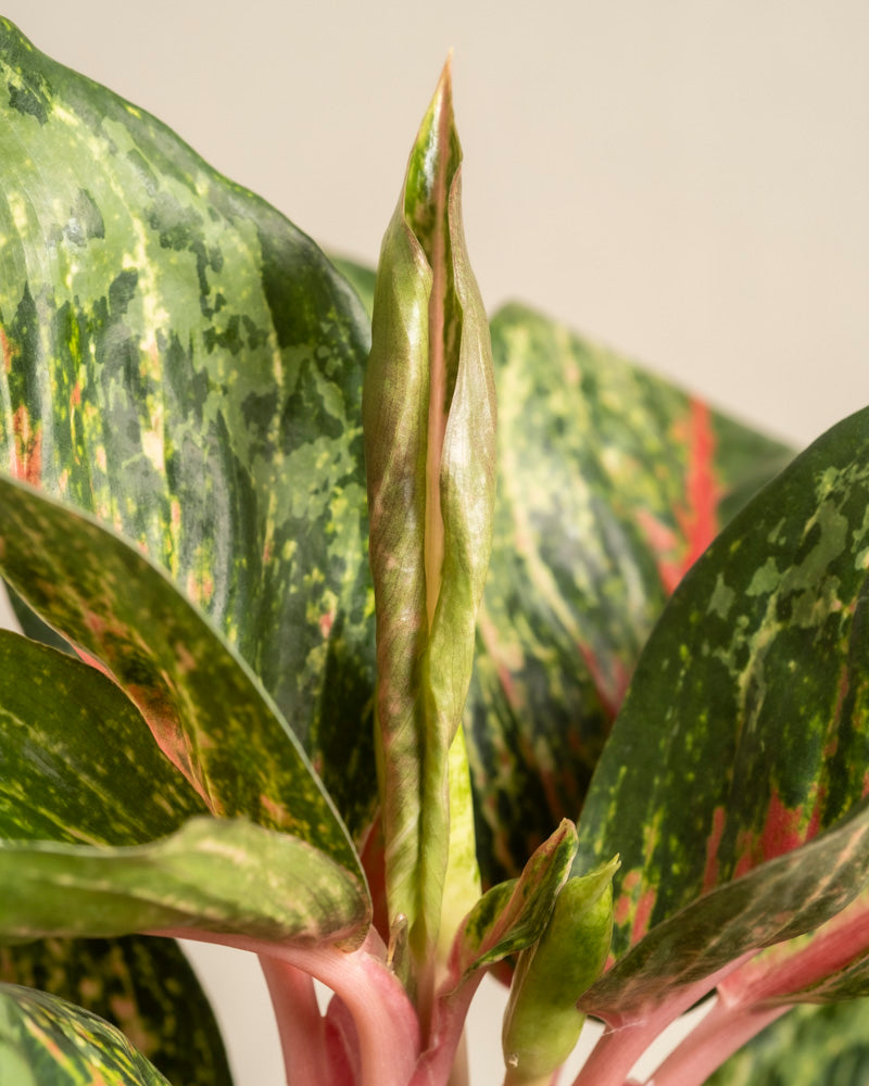 Nahaufnahme von Aglaonema Paradise Red mit grünen, spitzen Blättern mit rosa und hellgrüner Panaschierung. Ein neues Blatt sprießt, in der Mitte eng eingerollt, inmitten des reifen, gemusterten Laubs.