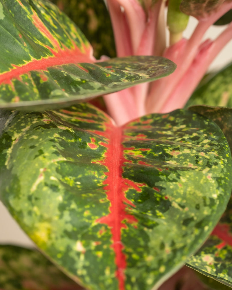 Nahaufnahme des Blattes der Aglaonema Paradise Red mit leuchtend roten Adern und rosa Stielen. Gelbe und hellgrüne Sprenkel bilden ein markantes Muster auf dem tiefgrünen Hintergrund.