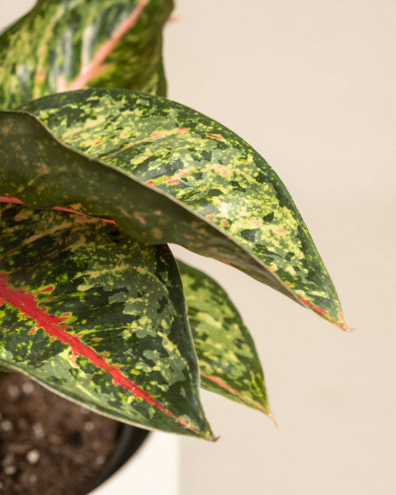 Nahaufnahme von Aglaonema Paradise Red, einer Topfpflanze mit grünen Blättern mit gelben Sprenkeln und auffälligen roten Adern. Der schlichte, unscharfe Hintergrund betont die leuchtenden Farben und einzigartigen Muster des Laubs.