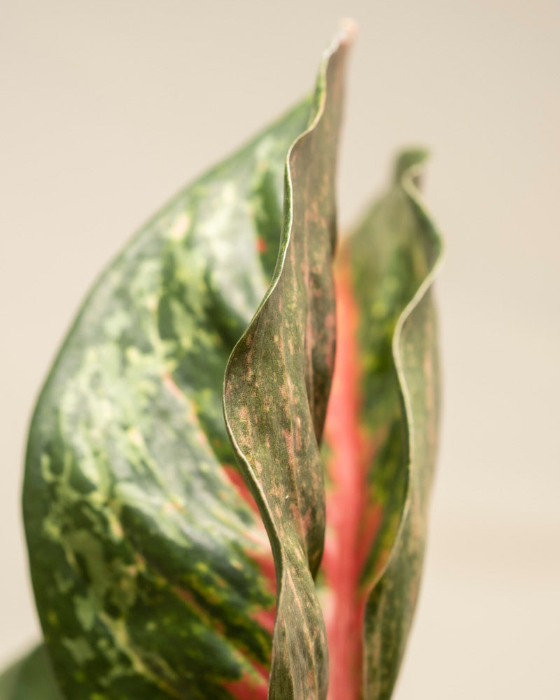 Nahaufnahme der beiden langen, grünen Blätter von Aglaonema Paradise Red mit hellgrünen Flecken und einem Hauch von Rötlich-Rosa in der Mitte, vor einem schlichten beigen Hintergrund.