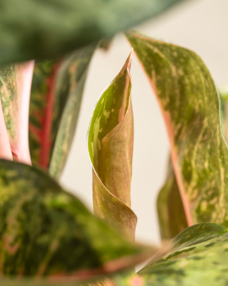 Nahaufnahme eines Blattes der Pflanze Aglaonema Paradise Red, grün gefleckt mit rosa Rändern und einer sanften Locke, umgeben von anderen grünen Blättern mit rosa Akzenten für eine weiche, natürliche Komposition.