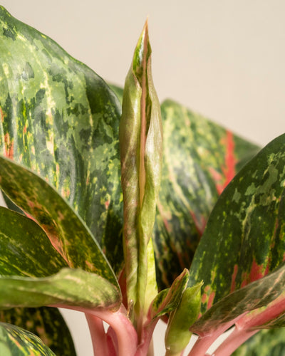 Nahaufnahme von Aglaonema Paradise Red mit grünen, spitzen Blättern mit rosa und hellgrüner Panaschierung. Ein neues Blatt sprießt, in der Mitte eng eingerollt, inmitten des reifen, gemusterten Laubs.