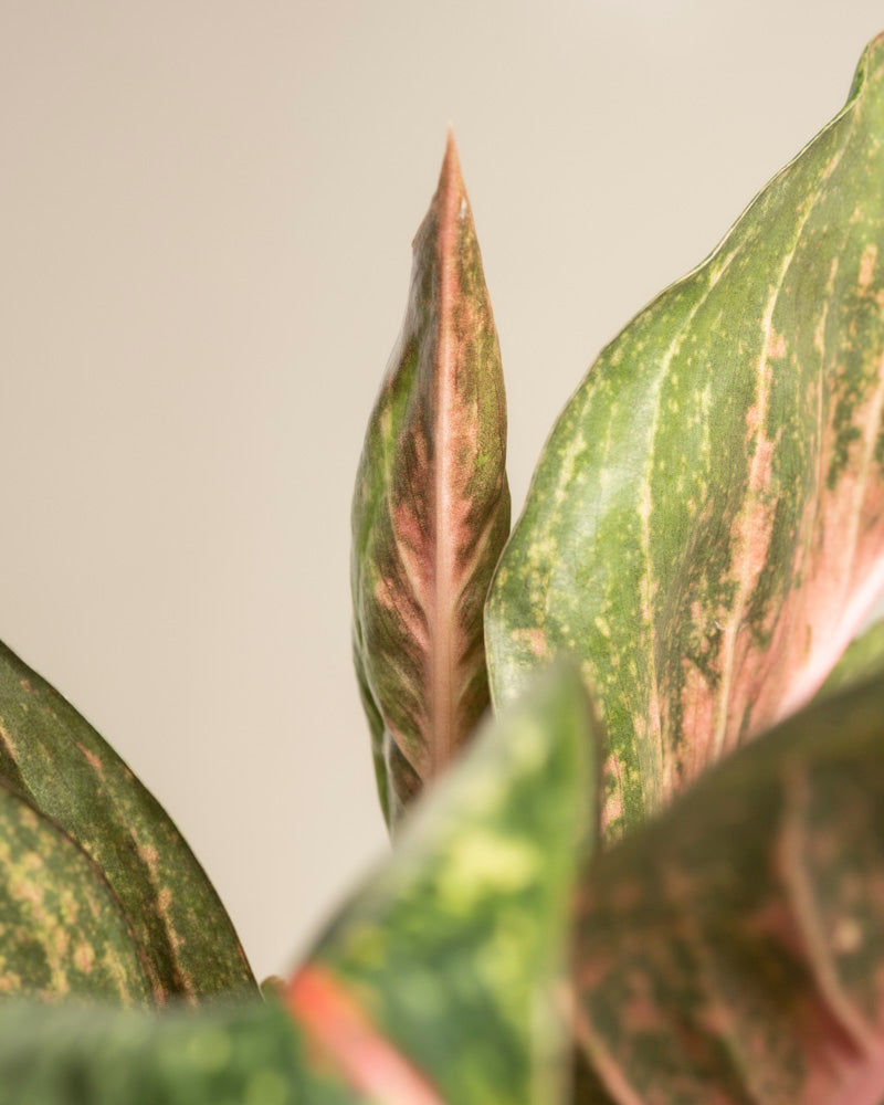 Nahaufnahme der bunten grünen Blätter von Aglaonema Paradise Red mit rosa Adern und einem auffälligen aufrechten Blatt in der Mitte vor einem schlichten beigen Hintergrund.