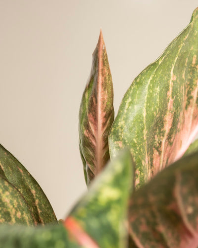 Nahaufnahme der bunten grünen Blätter von Aglaonema Paradise Red mit rosa Adern und einem auffälligen aufrechten Blatt in der Mitte vor einem schlichten beigen Hintergrund.