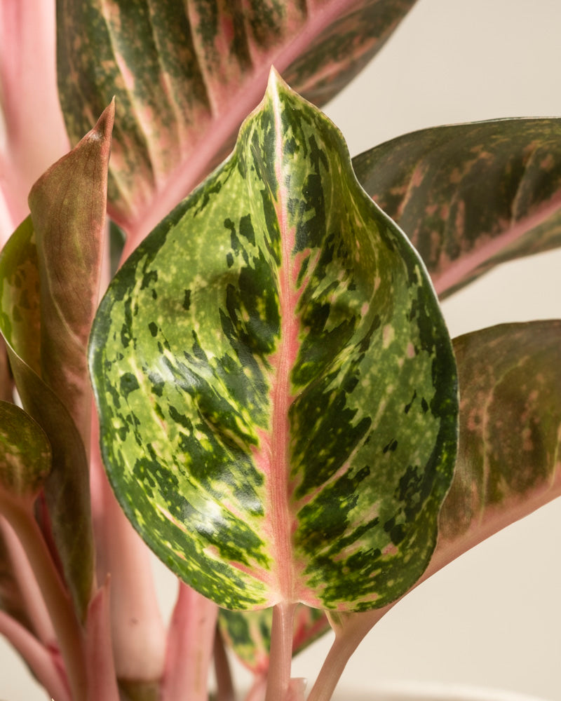 Nahaufnahme eines Blattes der Aglaonema Paradise Red mit grüner, gelber und rosa Panaschierung, einer rosa Mittelader und gesprenkelten Mustern. Ähnliche Blätter sind im Hintergrund zu sehen.