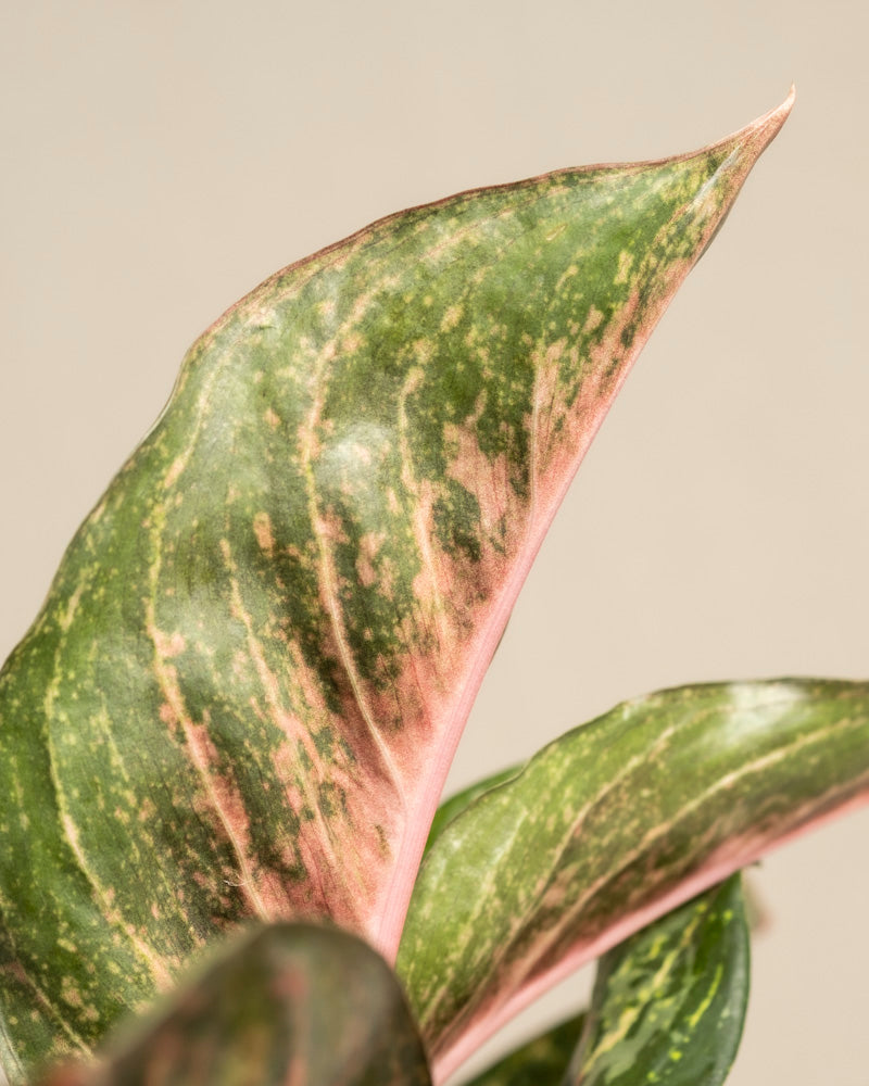 Nahaufnahme eines Blattes der Pflanze Aglaonema Paradise Red mit grüner Farbe, rosa Panaschierung und gesprenkelten Mustern, einer spitzen Spitze und glatter Textur vor einem neutralen Hintergrund.