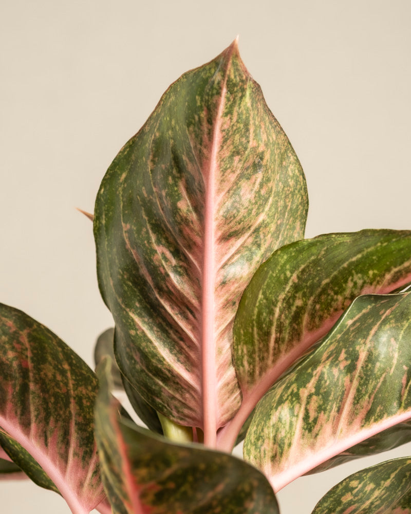 Nahaufnahme der Blätter von Aglaonema Paradise Red mit leuchtend grünem Laub mit rosa Adern und gesprenkelten Mustern vor einem neutralen beigen Hintergrund.