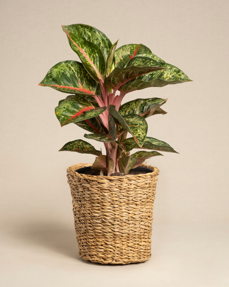 Die Aglaonema Paradise Red, eine grünblättrige Zimmerpflanze mit roten Stielen und bunten Blättern, wird in einem geflochtenen hellbraunen Topf im Korbstil vor einem schlichten beigen Hintergrund präsentiert.