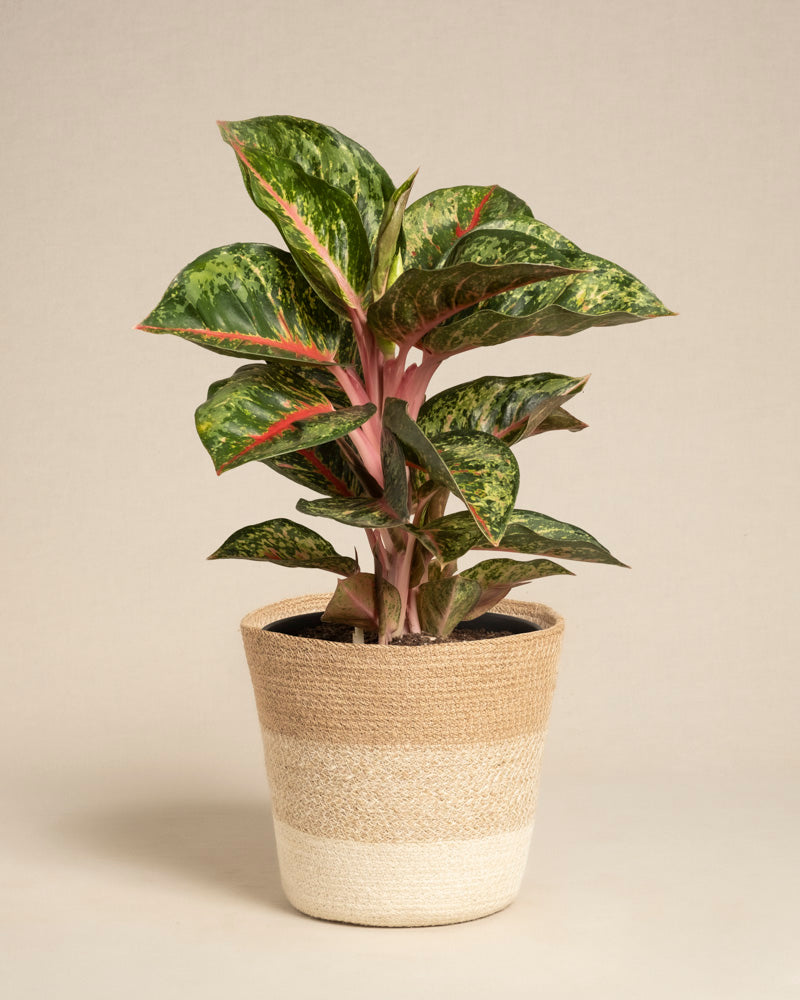 Die Aglaonema Paradise Red ist eine grün und rosa bunte Zimmerpflanze mit breiten Blättern, die in einem beigen, geflochtenen Pflanzgefäß im Korbstil vor einem schlichten hellen Hintergrund präsentiert wird.