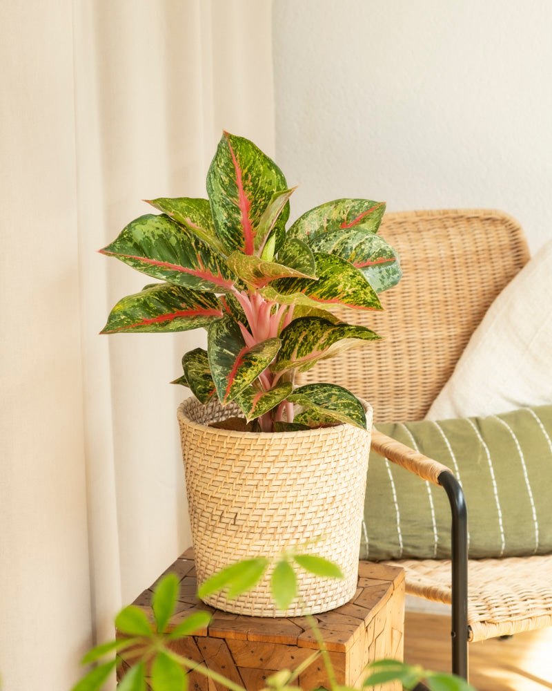 Eine Zimmerpflanze der Sorte Aglaonema Paradise Red mit grün und rosa gesprenkelten Blättern steht auf einem Holztisch neben einem Korbstuhl mit einem grün gestreiften Kissen in einem gemütlichen, lichtdurchfluteten Raum.