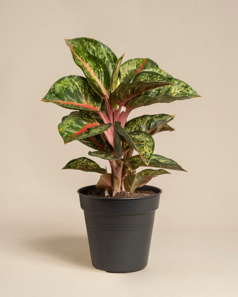 Die Aglaonema Paradise Red ist eine Topfpflanze mit breiten, glänzend grünen Blättern mit rosa Adern und Streifen, die in einem schwarzen Plastiktopf vor einem schlichten beigen Hintergrund steht.