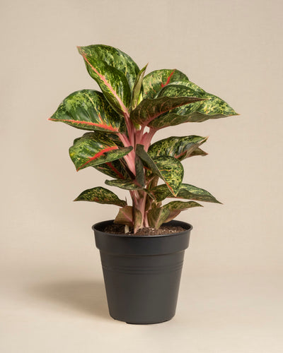 Die Aglaonema Paradise Red ist eine Topfpflanze mit breiten, glänzend grünen Blättern mit rosa Adern und Streifen, die in einem schwarzen Plastiktopf vor einem schlichten beigen Hintergrund steht.