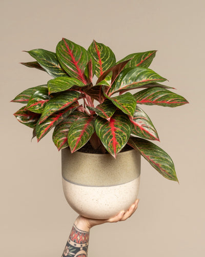 Eine tätowierte Hand hält eine Topfpflanze der Sorte Aglaonema Red Emerald mit glänzend grünen und roten Blättern vor einem schlichten beigen Hintergrund hoch.