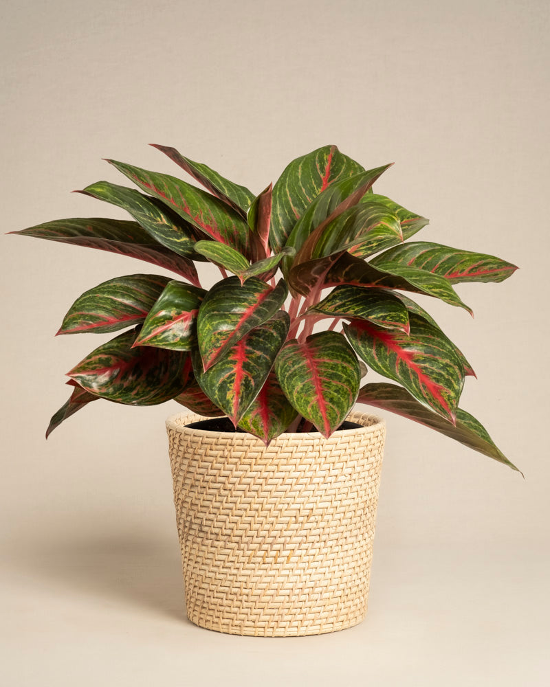 Die Aglaonema Red Emerald mit ihren rot geäderten grünen Blättern wird in einem beigefarbenen Topf im Stil eines geflochtenen Korbes vor einem schlichten hellen Hintergrund präsentiert.