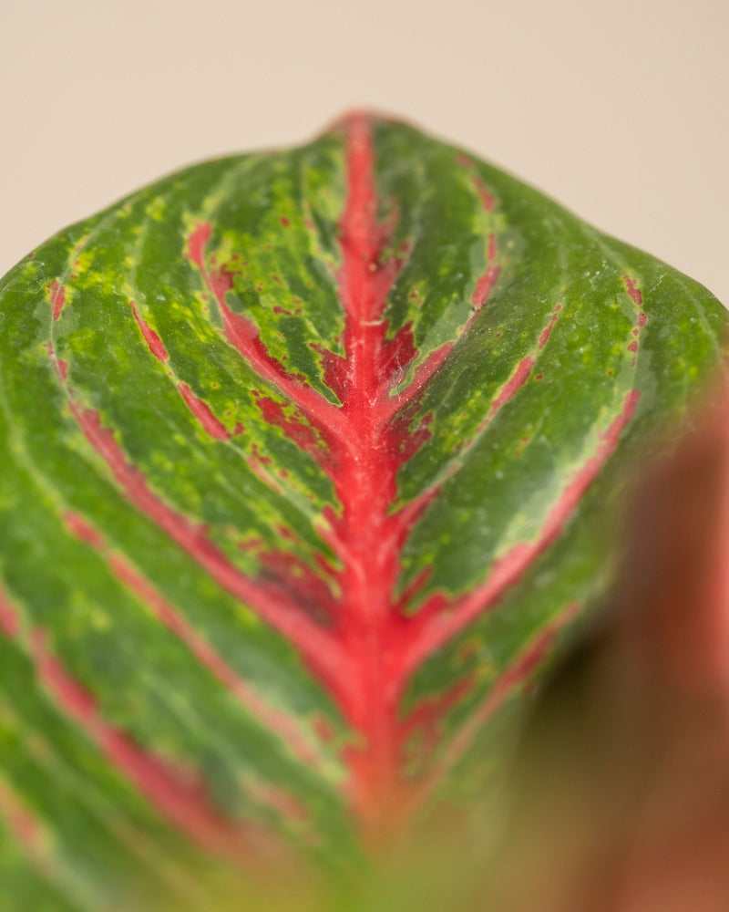 Nahaufnahme des leuchtend grünen Blattes der Aglaonema Red Emerald mit auffälligen roten Adern und auffälligen rosa, roten und grünen Mustern auf einem sanften beigen Hintergrund.