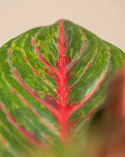 Nahaufnahme des leuchtend grünen Blattes der Aglaonema Red Emerald mit auffälligen roten Adern und auffälligen rosa, roten und grünen Mustern auf einem sanften beigen Hintergrund.