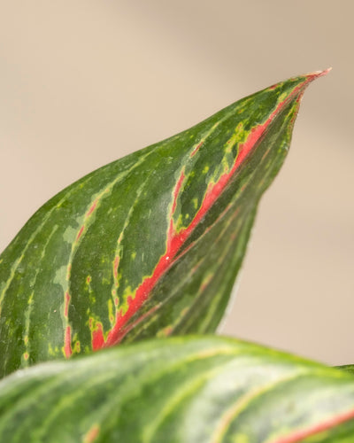 Nahaufnahme eines Aglaonema Red Emerald-Blattes mit buntem grünem Muster und einem kräftigen roten Streifen in der Mitte vor einem neutralen beigen Hintergrund.