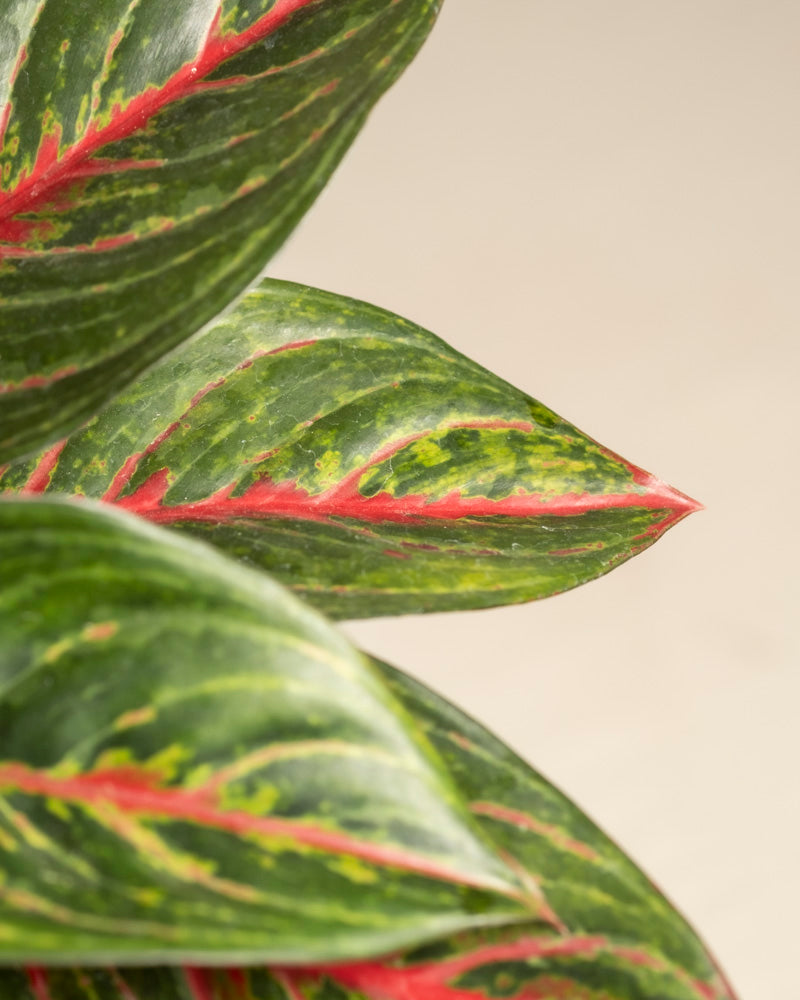 Nahaufnahme der Blätter der Aglaonema Red Emerald mit leuchtendem Grün, roten Rändern und Adern. Bunte Muster heben sich vom sanften Beige des Hintergrunds ab und betonen die farbenfrohen Details der Pflanze.