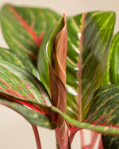 Nahaufnahme von Aglaonema Red Emerald mit länglichen grünen Blättern mit rosa und roten Streifen. Ein mittleres Blatt ist fest eingerollt und zeigt eine rotbraune Außenseite.