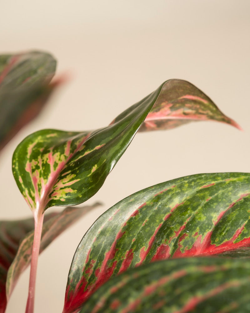 Nahaufnahme von Aglaonema Red Emerald mit grün-rot panaschierten Blättern und rosafarbenen Stielen vor beigem Hintergrund. Die Blätter weisen eine Mischung aus dunkelgrünen, hellgrünen und roten Mustern auf.