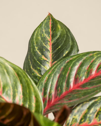 Nahaufnahme der Blätter von Aglaonema Red Emerald. Das glänzend grüne Laub mit rosaroten Adern und Rändern steht vor einem neutralen beigen Hintergrund. Die markanten Mitteladern verleihen ihr ein markantes Aussehen.