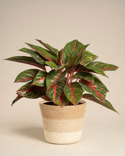 Die Aglaonema Red Emerald, eine Topfpflanze mit großen grünen Blättern und auffälligen roten Adern, steht in einem geflochtenen hellbraun-weißen Topf im Korbstil vor einem schlichten beigen Hintergrund.
