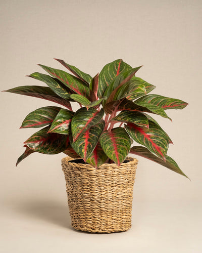 Eine Aglaonema Red Emerald mit grünen und roten Blättern wird in einem geflochtenen Pflanzkorb in Naturfarben vor einem schlichten beigen Hintergrund präsentiert.