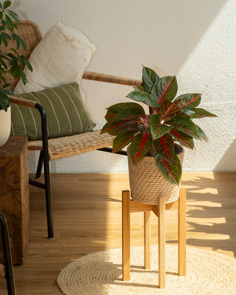 Eine Aglaonema Red Emerald mit grünen und roten Blättern steht auf einem Holzständer auf einem runden gewebten Teppich in einem sonnendurchfluteten Raum, neben einem Korbstuhl mit Kissen und einem Beistelltisch aus Holz.