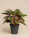 Die Aglaonema Red Emerald ist eine Topfpflanze mit dunkelgrünen Blättern, die durch rote und rosa Adern hervorgehoben werden, in einem einfachen schwarzen Topf vor einem schlichten beigen Hintergrund.
