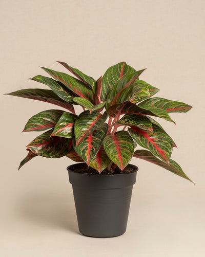 Die Aglaonema Red Emerald ist eine Topfpflanze mit dunkelgrünen Blättern, die durch rote und rosa Adern hervorgehoben werden, in einem einfachen schwarzen Topf vor einem schlichten beigen Hintergrund.